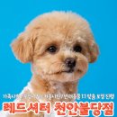 천안대광조명 | 불당동애견사진 전문 레드셔터 천안불당점, 천안애견사진 프로필 촬영 찐 후기