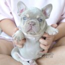 J&L 희귀모색 프렌치불독 이미지