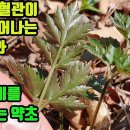 산기름나물,기름나물--정력강화제로 이용해온 약초!! 돌연사를 유발하는 혈전축적과 혈액응고를 막아주고, 중풍등 풍사를 몰아내며, 항암작용 이미지