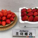 베리 이미지