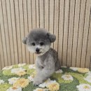 빠몽(PAWMONG) 이미지