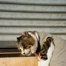 부평프라임동물병원 이미지