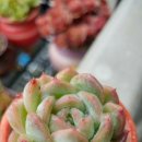 청계천카랜드 이미지