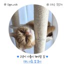 리치타워2 | 집 고양이 가출했을 때 24시간 안에 해야 할 일 골든타임 (리치 가출 후기 )