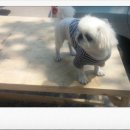 샤워하개 이미지