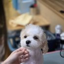 하나애견샵 티스토리