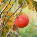 명천농장 이미지