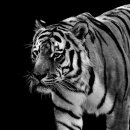 호랑이한의원 이미지