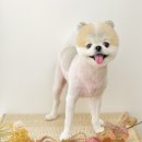 엘로이펫(L.ROYpet) 이미지