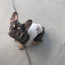 몽이네펫택시 이미지