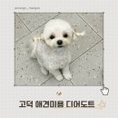 디어,도트 이미지