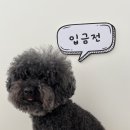 디어마이모모 이미지