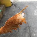 쉬림셰프