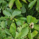 너래농원 이미지