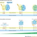 Opportunities and challenges in phenotypic drug discovery - 네이처 리뷰 이미지