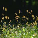 강아지풀 이미지