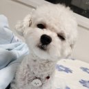일랑이랑 이미지