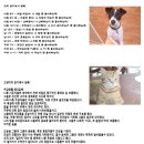 개와고양이 이미지