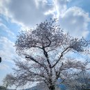 예산군대흥보건지소 | 【봄 여행지 가볼만한곳】“예산 대흥동헌 벚꽃 여행 – 장독대 옆 한 그루 벚나무가 만든 봄날의 풍경”