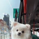 댕냥이슈퍼마켓24 이미지