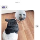 버거리 이미지