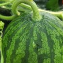 한뿌리농장 이미지