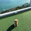 화진 | 화진해수욕장 애견동반 카페 러블랑댕댕파크 후기｜오션뷰 브런치 + 대형견까지 가능