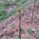 언덕농장2 이미지