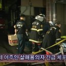 제주라일락 이미지