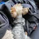 쿨펫 양·한방 동물병원 이미지