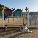 강릉애견하우스 | 강릉 오구커피 보더콜리도 지치는 넓이! 12kg 이하 댕댕이들의 천국, 강릉 애견카페 찐 후기