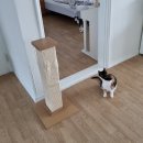 뽀삐살롱 이미지