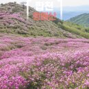 합천 황매산 철쭉 축제 정보 산청 황매산 철쭉제