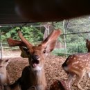 다다목장 이미지