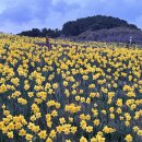 황금빛노을바다 낚시터 2호 | 부산 오륙도 해맞이공원 수선화 개화현황 주차·촬영꿀팁 다 알려드릴게요