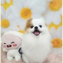 예쁘개 반려견미용샵 이미지