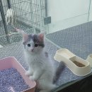 아지랑양이 이미지