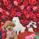 펫플러스라이프 이미지