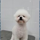 멍멍살롱 | 익산가위컷전문 멍멍살롱에서 강아지 미용 받고 온 후기