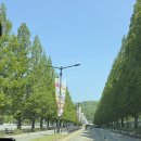 만 4살 아이와 다녀온 5월 봄날의 에버랜드 후기(로스트 밸리, 사파리 월드 현장 줄서기)