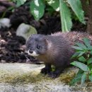 수진가해랑약국 | 장스팜 NC5 밍크오일 재생에센스 오일 추천, 30대 유수분밸런스 환절기에센스 후기