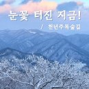 상고대전망대 | 발왕산 CCTV 상고대 확인하고 천년주목숲길 걸어요