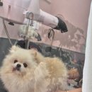 도도하개 이미지