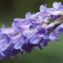 향 화장품 이미지