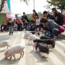 돼지보러오면돼지 이미지