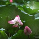 진주 강주연못의 연꽃 이미지