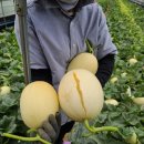 채원농장 이미지