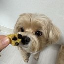 댕냥이 점빵 이미지