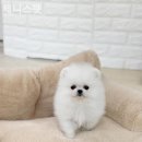 제니스펫 이미지