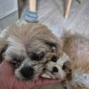 탄리로95번길 | 원데이 체험- 양모펠트 반려견 키링 만들기